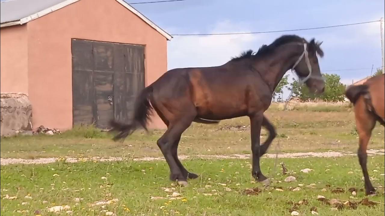 atların