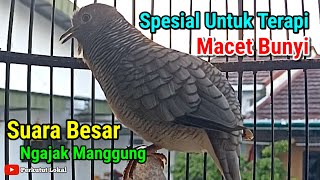 Perkutut Lokal Gacor Suara Besar 100% Untuk Terapi Macet Bunyi Paling Ampuh #perkututlokal 