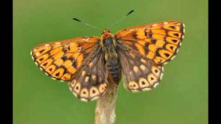 Peter Withers Butterflies all these and more found on Flickr