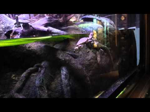 shedd-aquarium-map-turtles