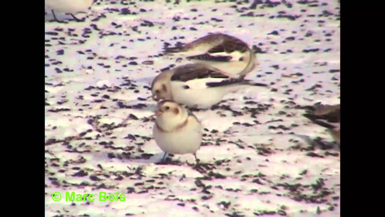 Plectrophane des neiges/Snow Bunting