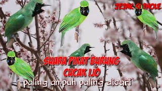 suara pikat asli cucak ijo ribut paling ampuh jamin turun durasi panjang tanpa iklan #part 018