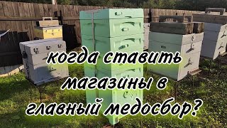 когда ставить магазины в главный медосбор?