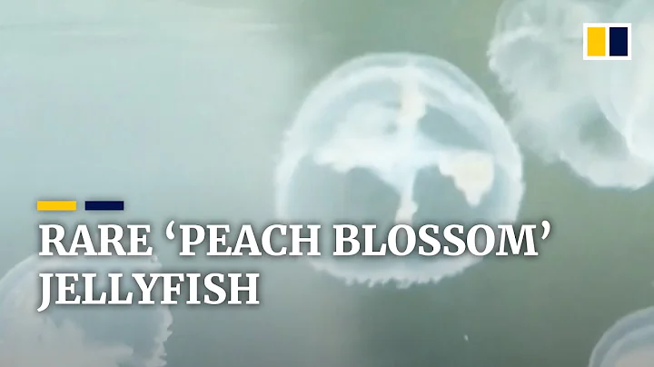 Rare “peach blossom” freshwater jellyfish found in central China - DayDayNews