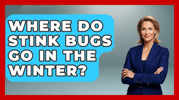 Where Do Stink Bugs Go In The Winter? - Insects and Invaders
