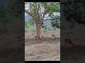 #travel #time #journey #bandipurtigerreserve #ytshorts #trending