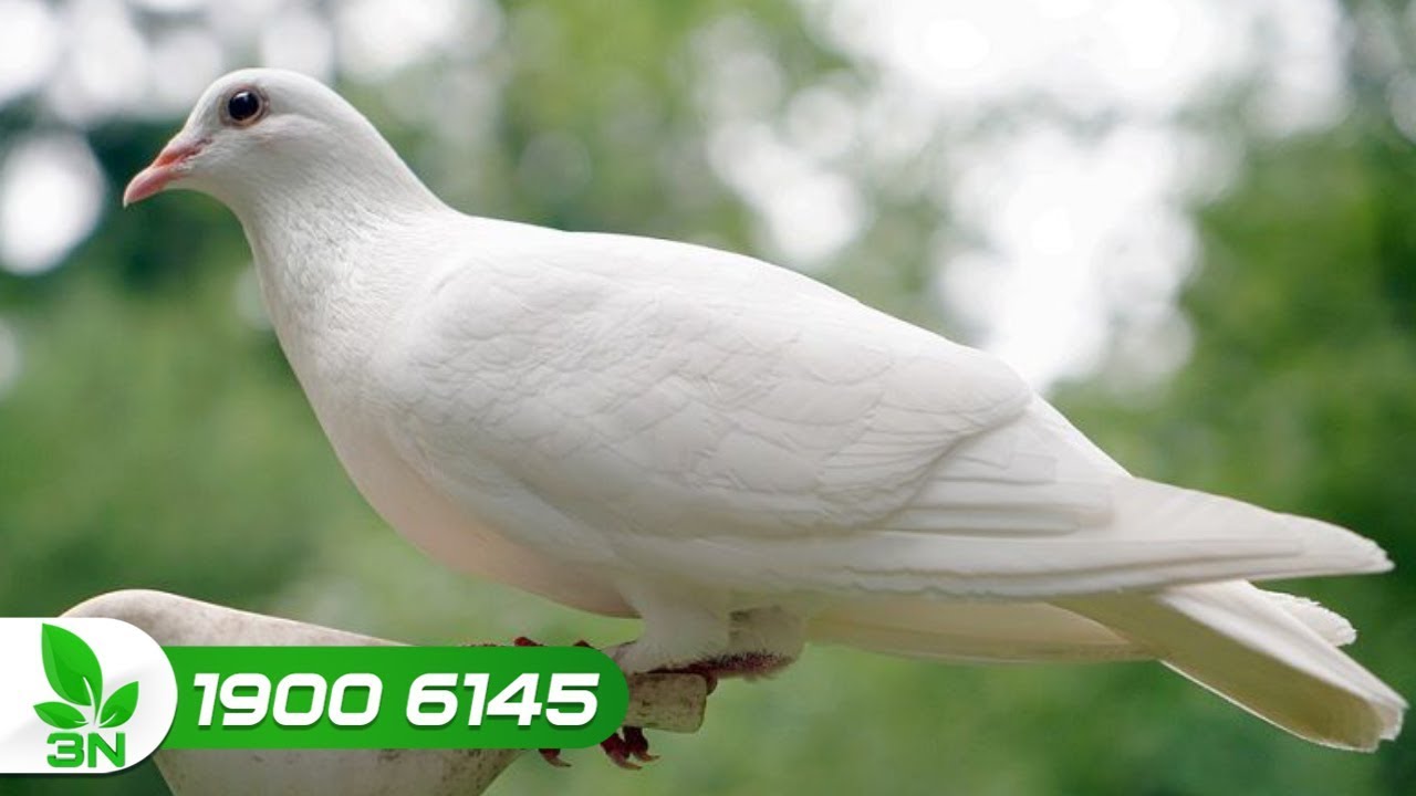 Cách phòng 'bách' bệnh cho chim bồ câu | VTC16