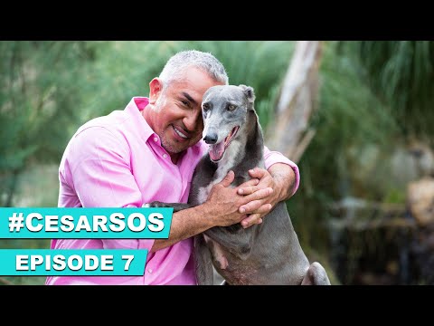 How Help An Overly Active Rescue Dog