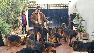 مزرعة كلاب جيرمن شيبرد اصلية في مصر للبيع