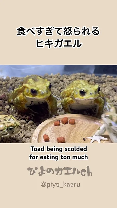 ご飯を食べすぎて怒られてしまうヒキガエル #frog #カエル #animals #ペット #toad