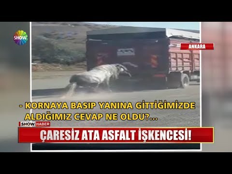 Çaresiz ata asfalt işkencesi!