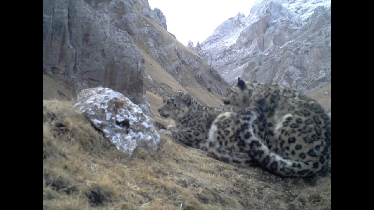 China Unveils Images of Snow Leopards' Mating YouTube
