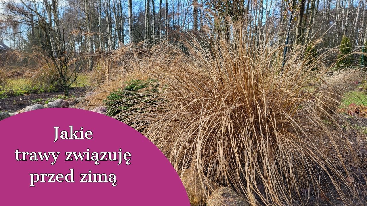 Какие виды травы нужно подвязывать перед зимой? 🌾🌾 Не все 🌾