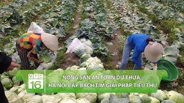 Nông sản an toàn dư thừa, Hà Nội cấp bách tìm giải pháp tiêu thụ | VTC16