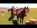 Лошади в горах Унцукульского района