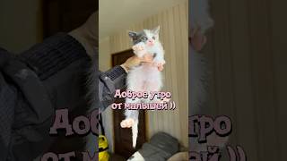 Доброе утро от малышей )) #помощьбездомнымживотным