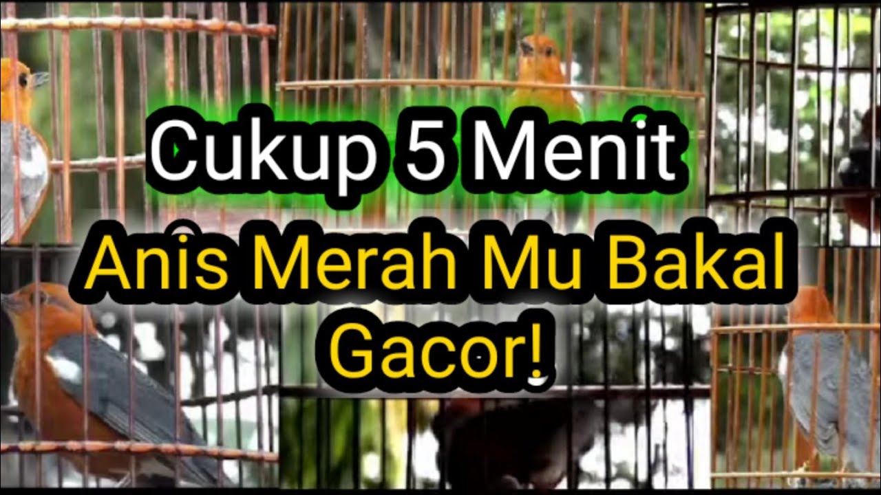 🔴 LIVE (TERAPI ANIS MERAH ) CAS ONLINE BIKIN ANIS MERAH MU KOAR KOAR