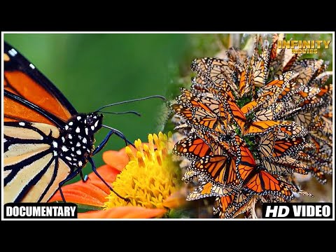 Life Of Monarch