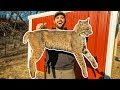 I TRAPPED a BOBCAT in My BACKYARD!!! (Vicious)