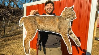 I TRAPPED a BOBCAT in My BACKYARD!!! (Vicious)