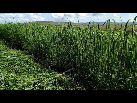 овёс тимофеевка на сено 2021 - YouTube