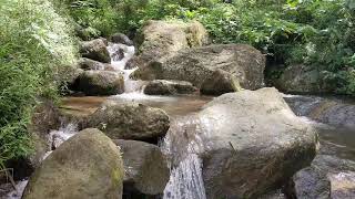 Songbirds Above a Hidden Jade River Corridor | Forest Nature Sounds for Deep Sleep & Relaxation