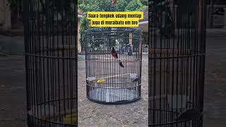 Muraibatu isian tengkek udang #rajanabirdfarm #pancinganmuraibatu #masteranmuraibatu #muraibatu