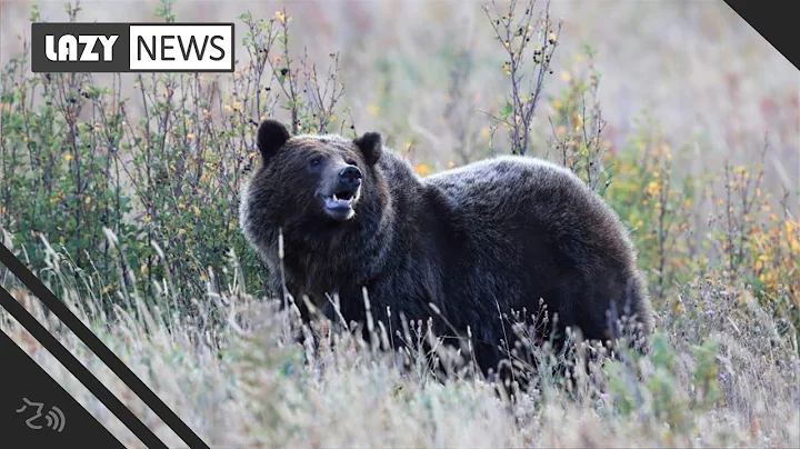 Grizzly bear injures bicyclist near Big Sky in Montana
