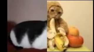 Scarce's Cat Compilation