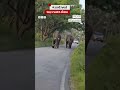 Elephants જ્યારે વાહનો પાછળ ભાગવા લાગ્યા #Shorts
