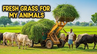 Fresh Green Grass Loading for My Animals | Village Life ASMR