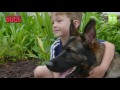 Loyal German Shepherd Helps Family With The Chores