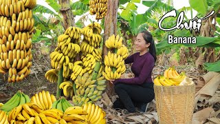 Harvesting BANANA  goes to the market sell, cooking yummy dishes | Emma Daily Life