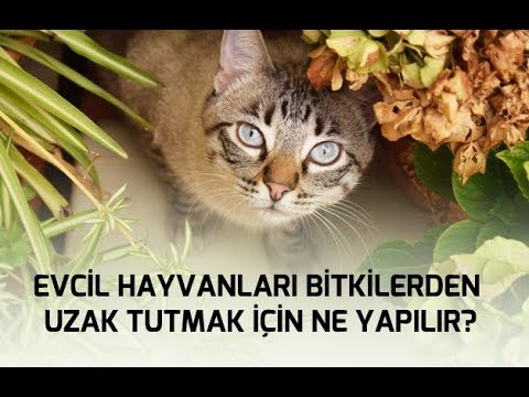 EVCİL HAYVANLARI BİTKİLERDEN UZAK TUTMAK İÇİN NE YAPILIR?