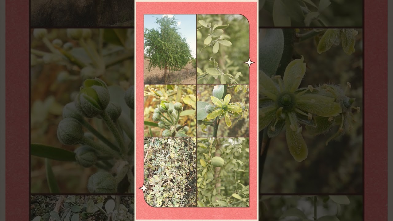 🌹&sup1;☆&bull;&sup2;◇&sup1; Hingot हिंगोट, Hingor, Desert Date (Balanites roxburghii) in Caltrop Family (Zygophyllaceae)