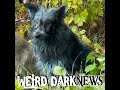 Blue Dogs Appear in Chernobyl's Radioactive Exclusion Zone