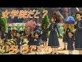 ドラゴンクエストXI　海底神殿と女学院　#26　【PS4】【ネタバレあり】【はずかしい呪い】　｜　DRAGON QUEST Ⅺ