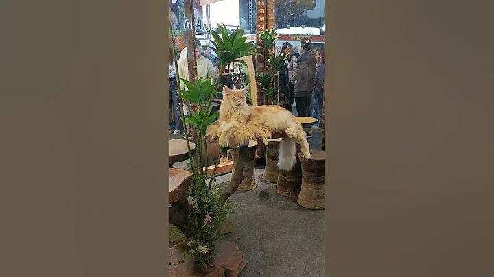 Video 10740191: gato maine coon, cats catlover