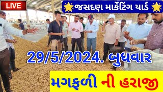 🔴 live મગફળી ની હરાજી in jasdan APMC, groundnut price,May 29, 2024