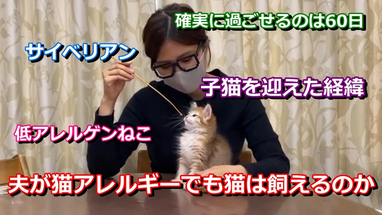 夫が猫アレルギーでも猫は飼えるのか ちゃこtube 子猫を迎えた経緯 サイベリアン アレルギーでも飼いやすい猫 Youtube 夫が猫アレルギーでも猫は飼えるのか ちゃこtube 子猫を迎えた経緯 サイベリアン アレルギーでも飼いやすい猫 Youtube