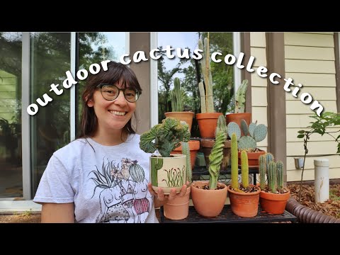 Video: Potted Kaktuss ārpusē - kaktusu dārza izveide konteineros