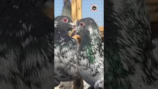 Lahore Lari Adda Kabootar Mandi