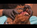Coconut Grove clinic offers non‑anesthetic dental care for pets