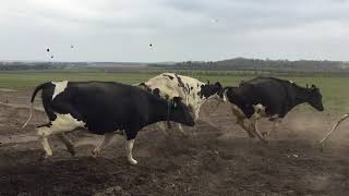 The Happy Cow Dance- Denmark