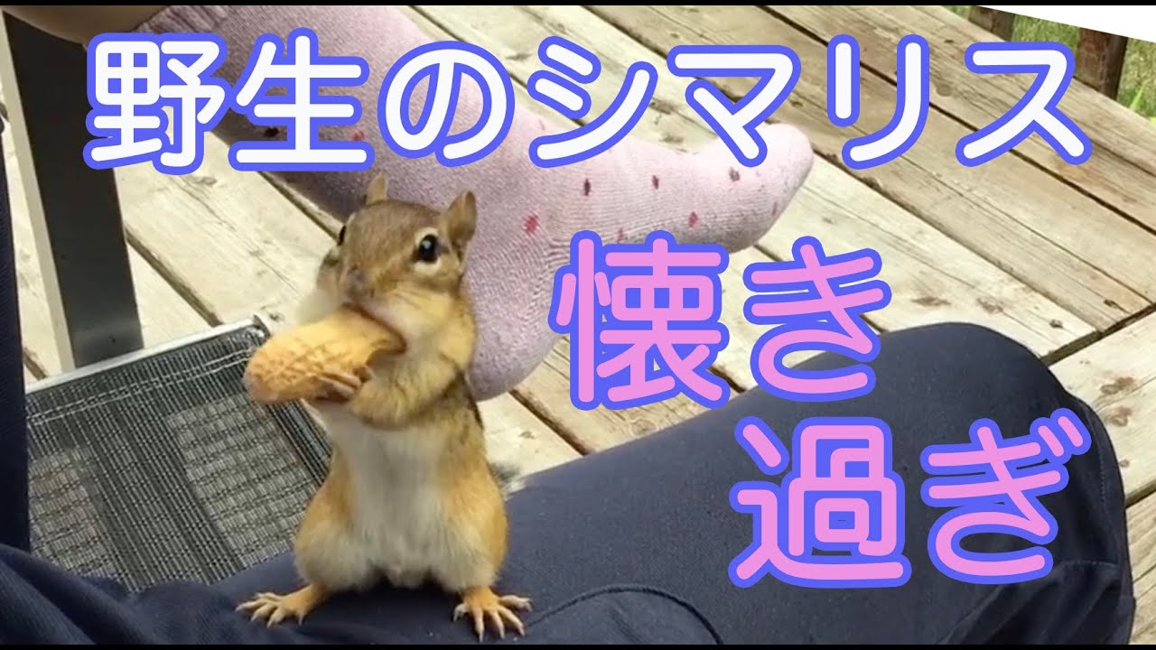 野生のシマリス 懐き過ぎ シマリス ってすぐ なつく Hand Feeding Wild Chipmunk Youtube