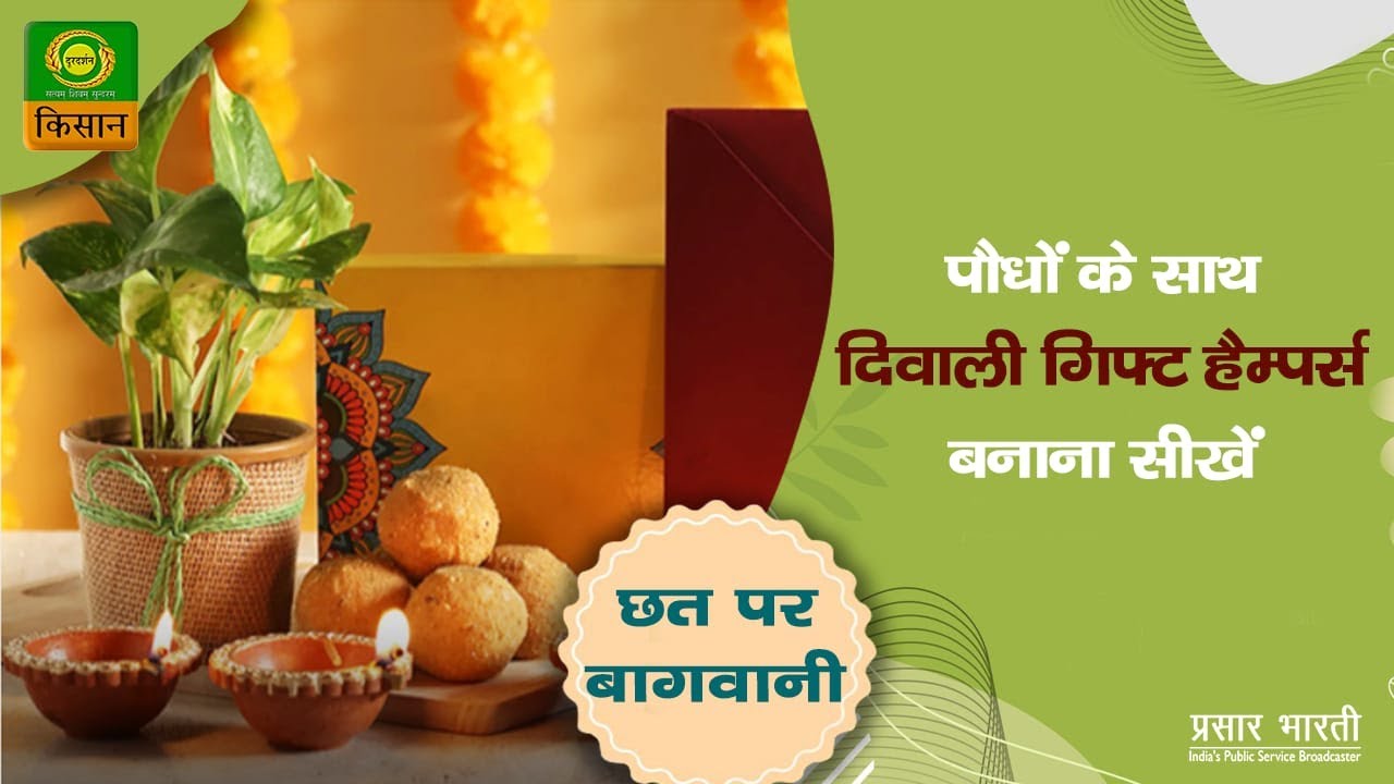 Chhat Par Bagwani Gift hampers with plant options for Diwali YouTube