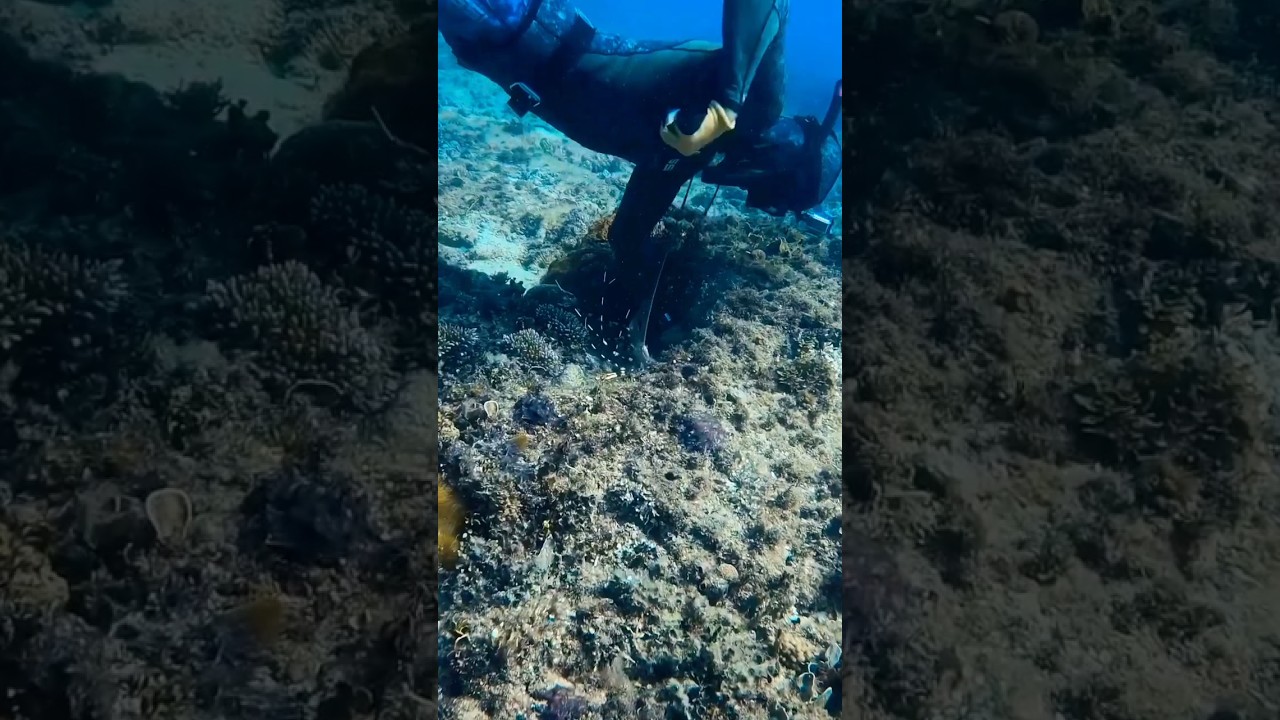 Deep Sea Fishing Adventure With Blippi Scuba Diving 