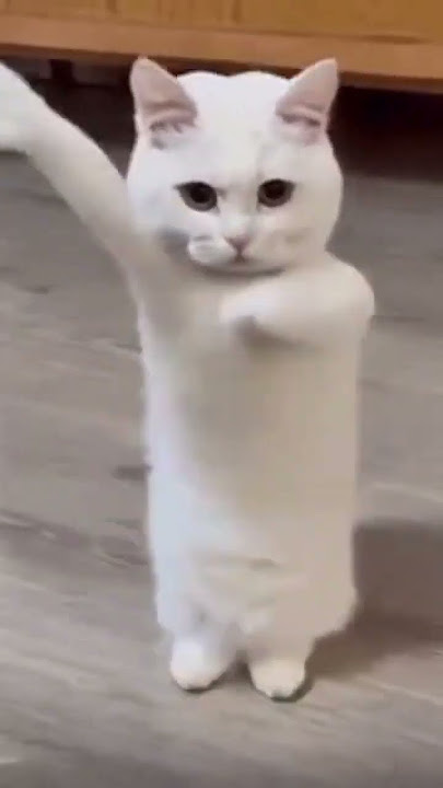 Cat dancing to Chinese song #cat #catdancing #dancing #china #chinese #tinydancer #kittydance