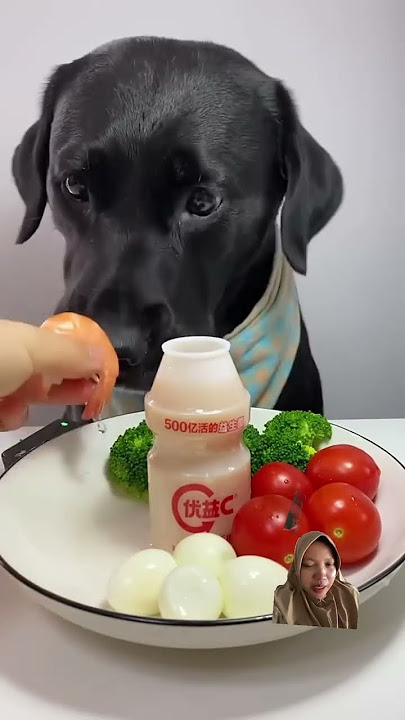 Anjing lucu sedang makan 🐶⁉️🩷💃 #video #shorts #dog