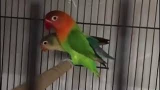 Cattle Love Bird Box Pale Fallow,Biola,Parblue Dll